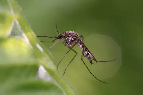 En myg der sidder på et blad og kan overføre en virus, som gør mennesker syge