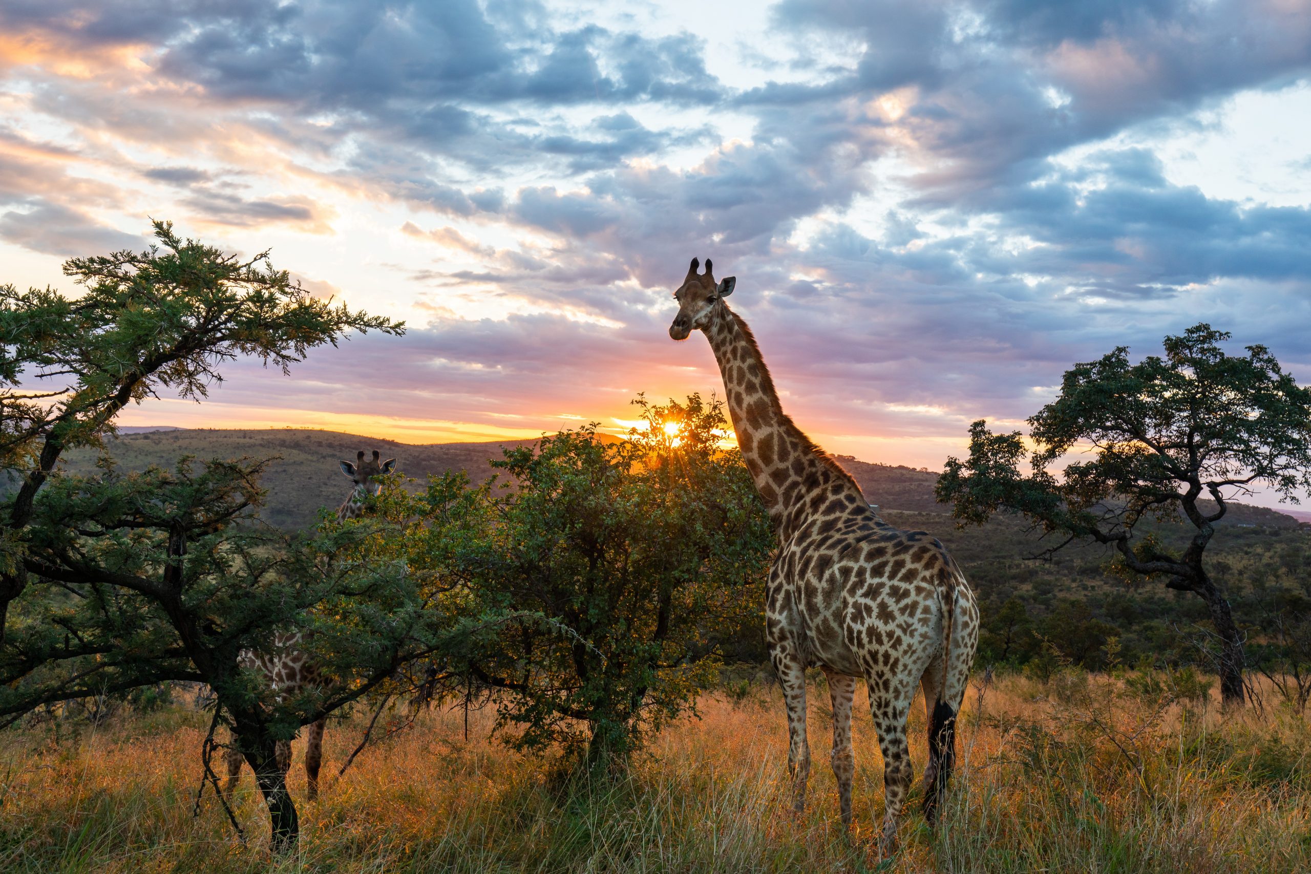 Giraf ude på Savannen i Sydafrika