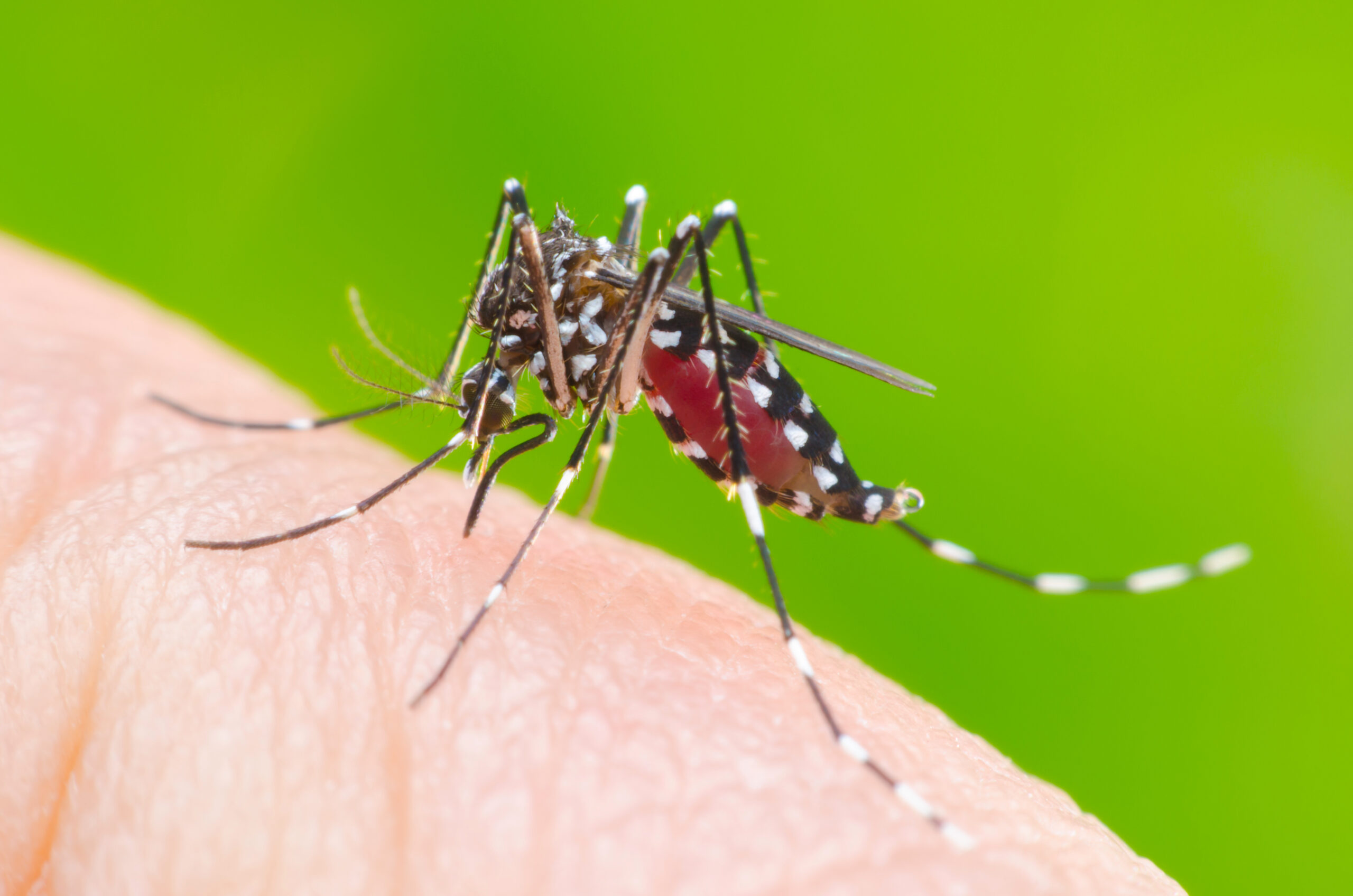 Myg der stikker i person, som kan blive smittet med dengue feber