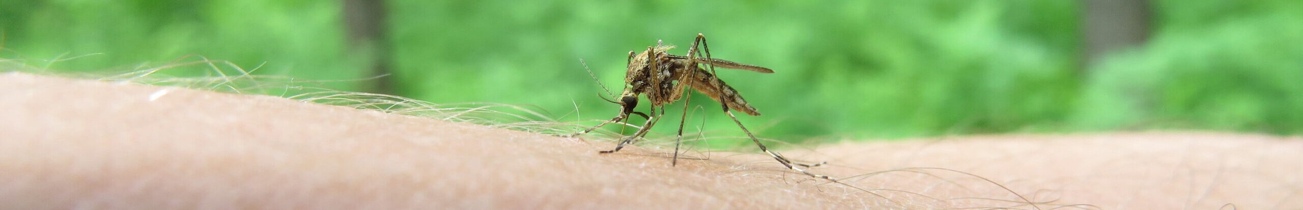 Aedes Aegypti, som er den myg. smitter med Denguefeber og chikungunya, på en persons arm i et skovområde.