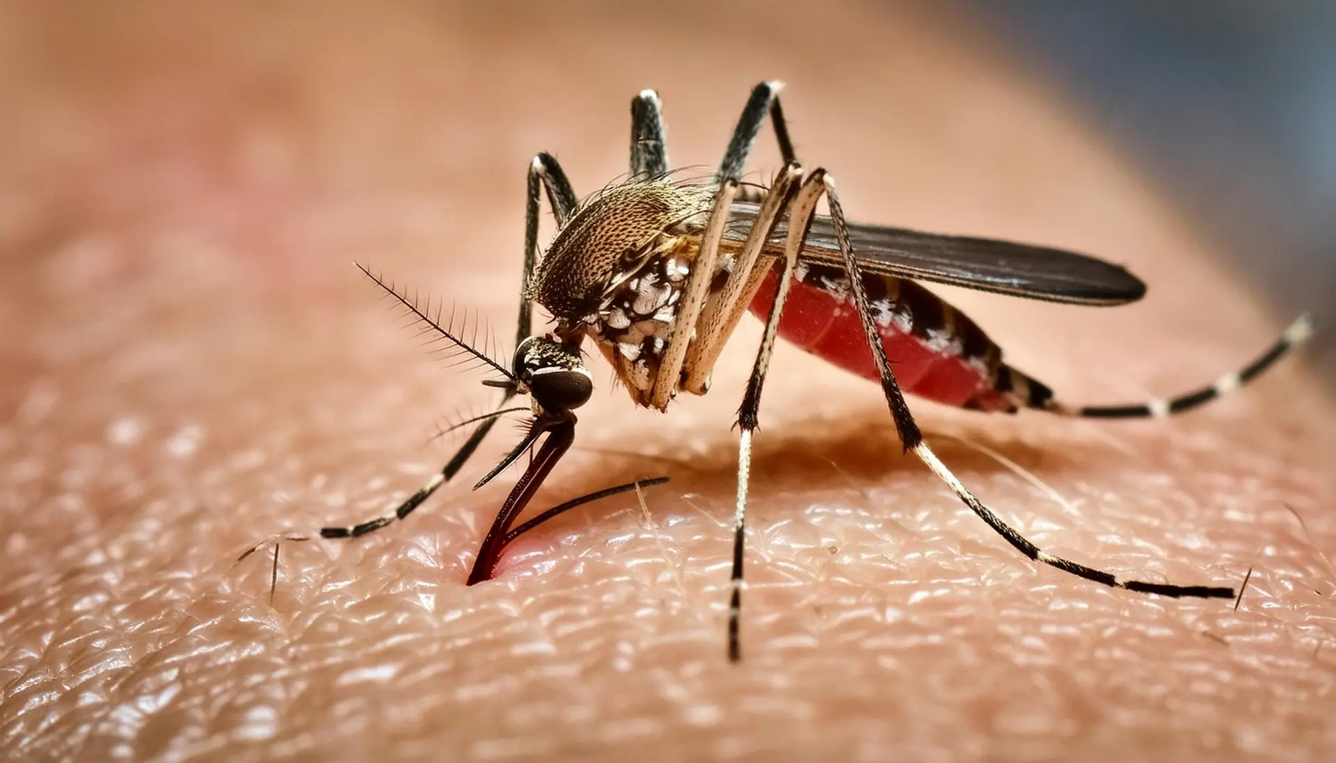 Chikungunya-, Zika- og denguefeber-myg der stikker i menneskehud